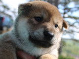 4 chiots Shiba Inu LOF à vendre