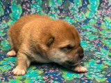 4 chiots Shiba Inu LOF disponibles à l’achat