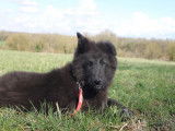 2 chiots femelles Berger Belge Groenendael LOF disponibles à la réservation