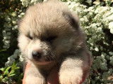 À vendre :  chiots femelles Akita Inu (LOF)