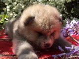 À vendre :  chiots femelles Akita Inu (LOF)