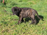 Chiot mâle Cane Corso LOF disponible à la vente