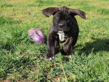Chiot mâle Cane Corso LOF disponible à la vente