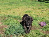 Chiot mâle Cane Corso LOF disponible à la vente