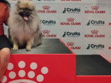 Chiens couple Spitz-Loup / Keeshond  LOF à vendre