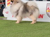 Chiens couple Spitz-Loup / Keeshond  LOF à vendre