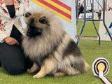 Chiens couple Spitz-Loup / Keeshond  LOF à vendre