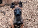 2 chiots Bergers Belges Malinois LOF à vendre