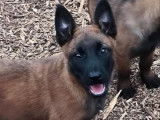 2 chiots Bergers Belges Malinois LOF à vendre