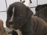 8 chiots Bulldog Continental LOF à réserve