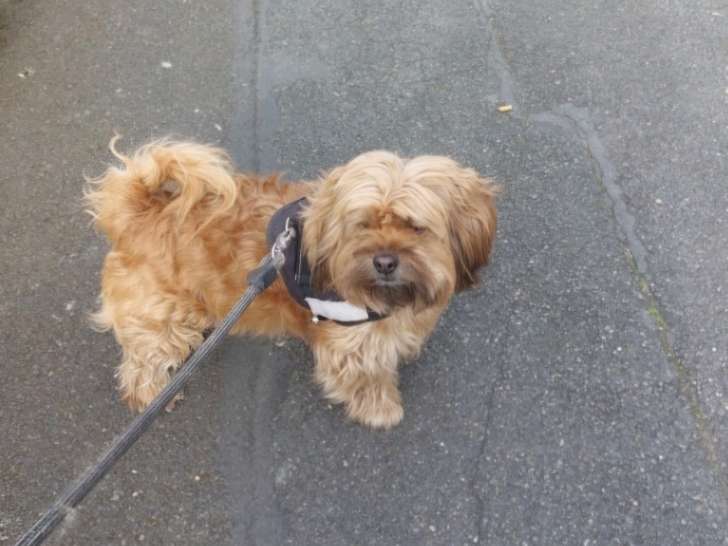 Chien adulte de type Shih Tzu Mâle à donner