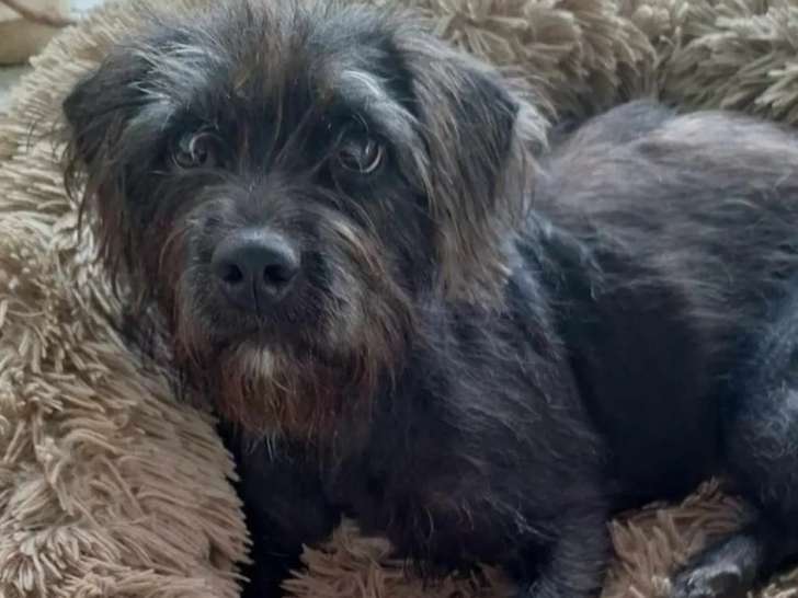 Chienne d'un an à accueillir