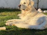 Mâle Golden Retriever pour saillie