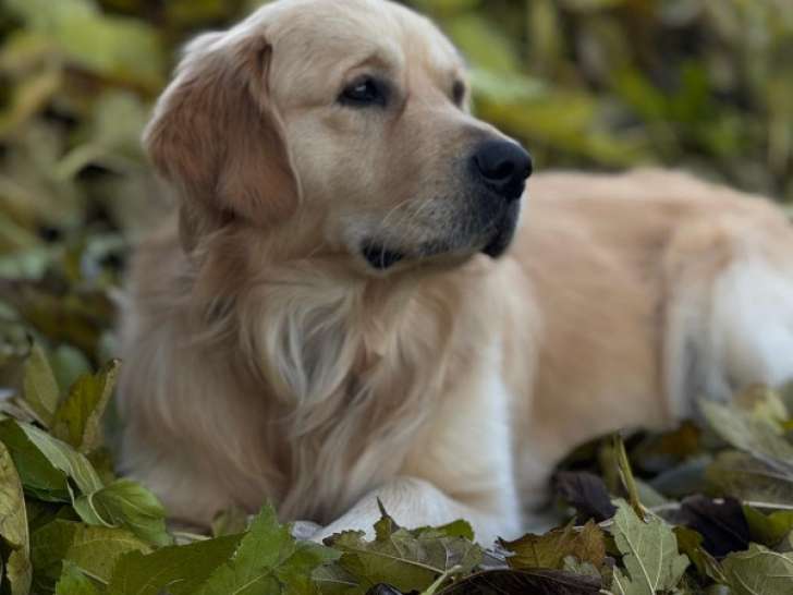 Mâle Golden Retriever disponible pour saillie