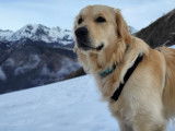 Mâle Golden Retriever disponible pour saillie
