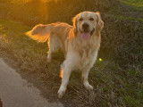 Mâle Golden Retriever disponible pour saillie