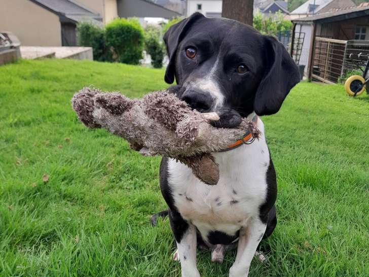 Pacha, chien noir et blanc à adopter