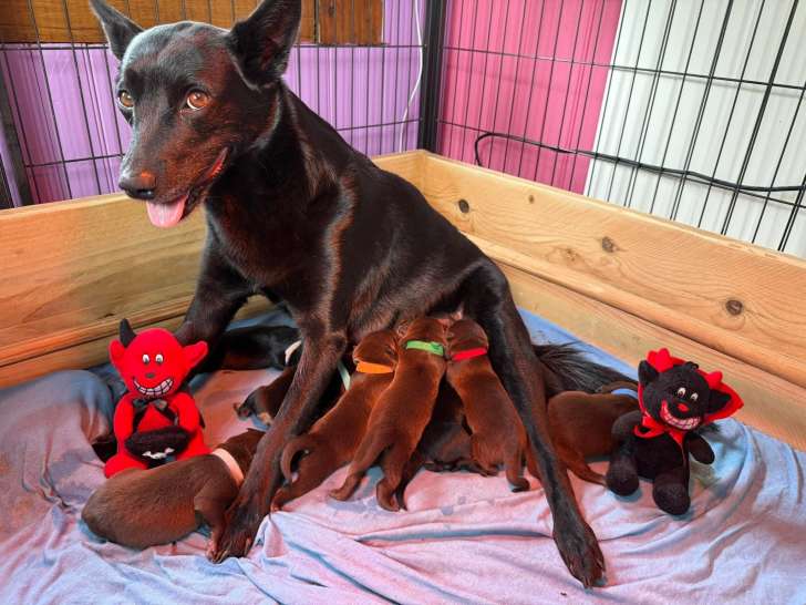 Chiots de race Kelpie Australien à vendre (4 femelles & 5 mâles)