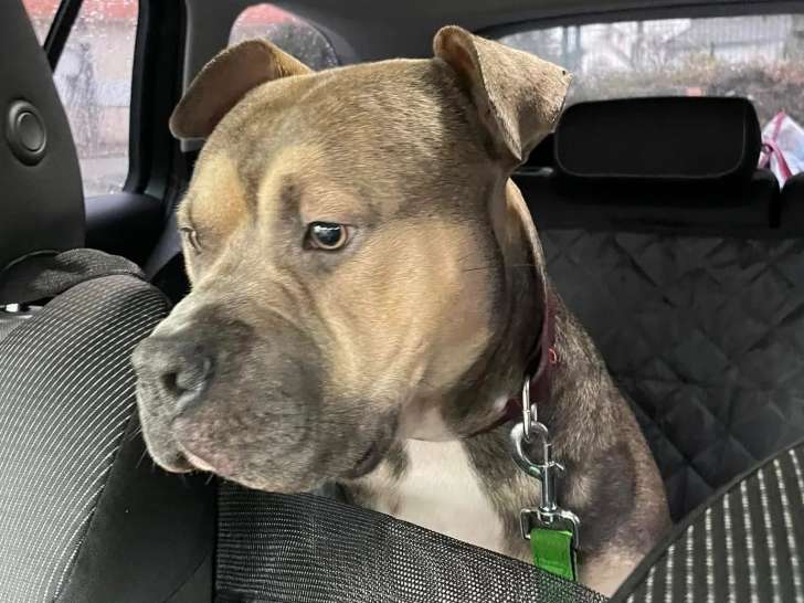 En quête d’un foyer : chien d'un an