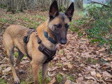 Adoption disponible : chienne Berger Malinois fauve