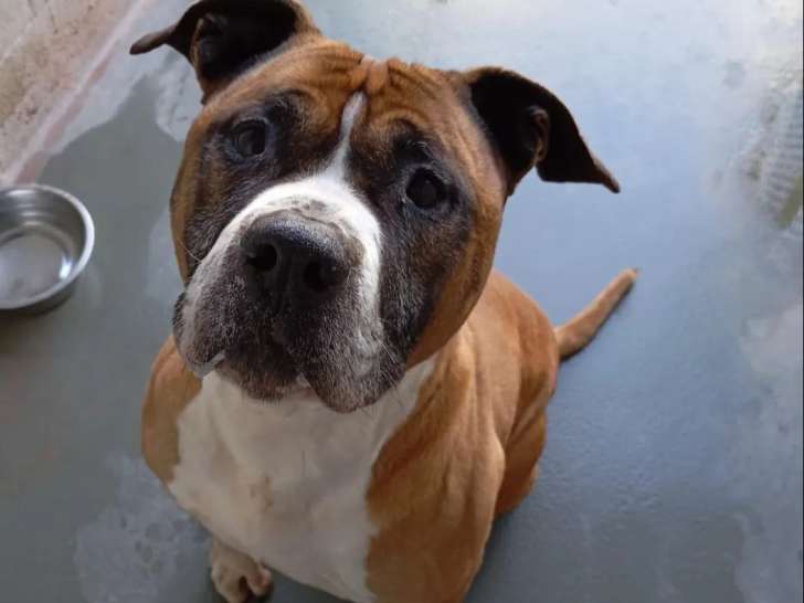 Chien de 10 ans en attente d’adoption
