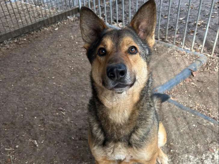 Chien Berger Allemand fauve charbonné à accueillir