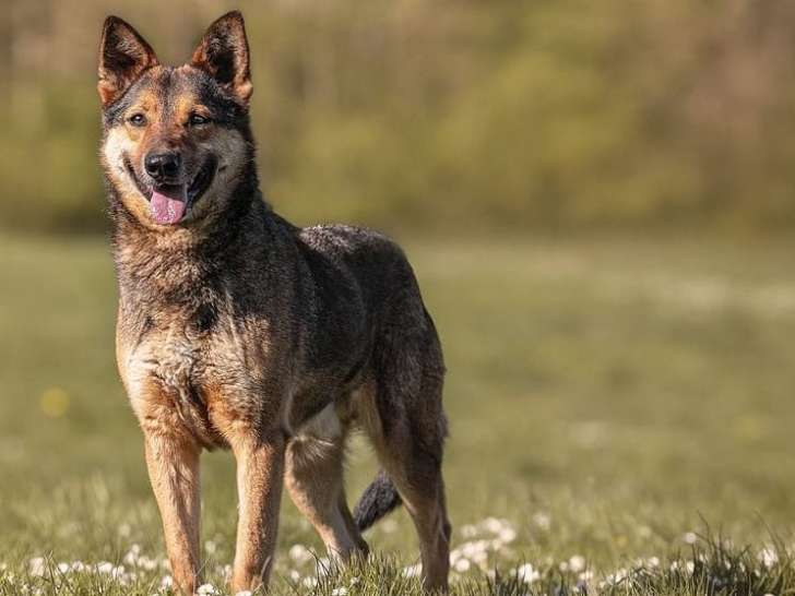 Tucker a besoin de vous – Famille d’accueil ou d’adoption