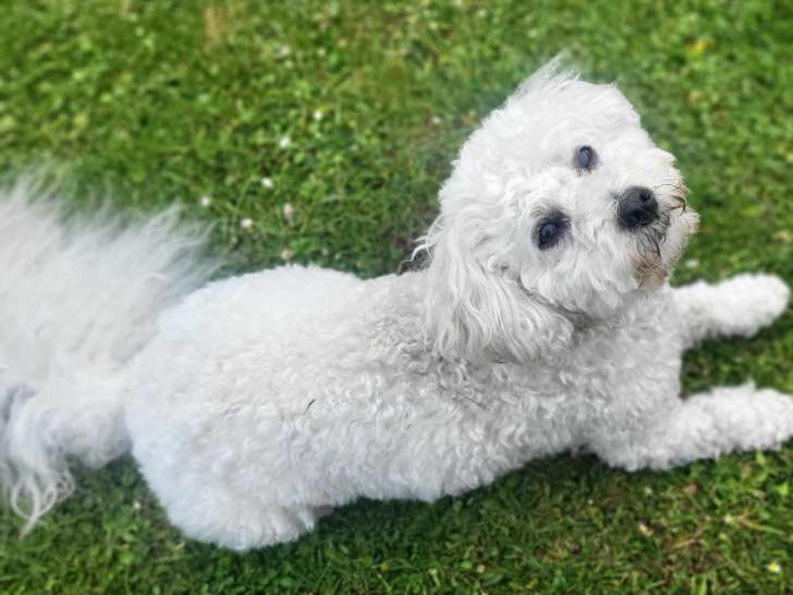 Ollie recherche sa famille pour la vie !