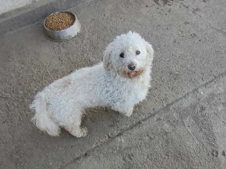 Chien de 8 ans à la recherche d’une famille