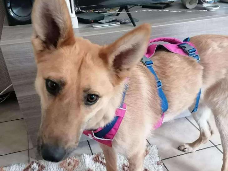 À adopter, chienne beige