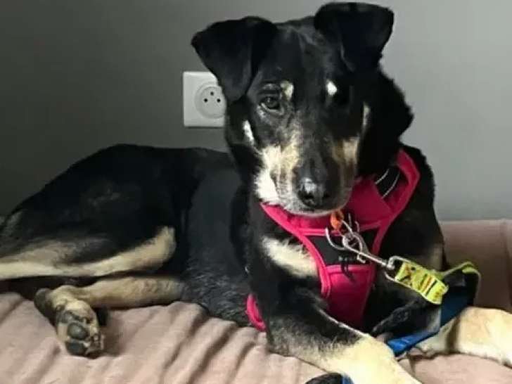 Disponible à l'adoption, chienne âgée de 5 ans