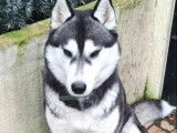 À accueillir, chienne Husky Sibérien de 3 ans