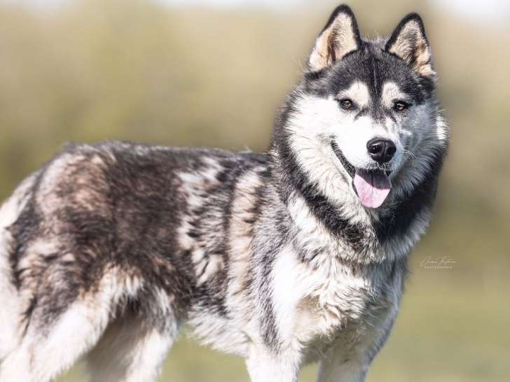 À accueillir, chienne Husky Sibérien de 3 ans