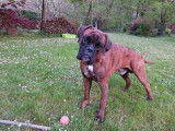 Jeune mâle Boxer disponible pour saillie