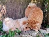 Chiot mâle Chow Chow à poil long avec pedigree à vendre