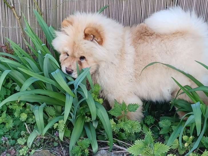 Chiot mâle Chow Chow à poil long avec pedigree à vendre