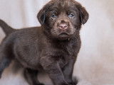 Chiots Labrador chocolat à vendre