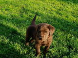 Chiots Labrador chocolat à vendre