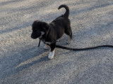 Urgent : chiot femelle Berger croisée Huksy à vendre