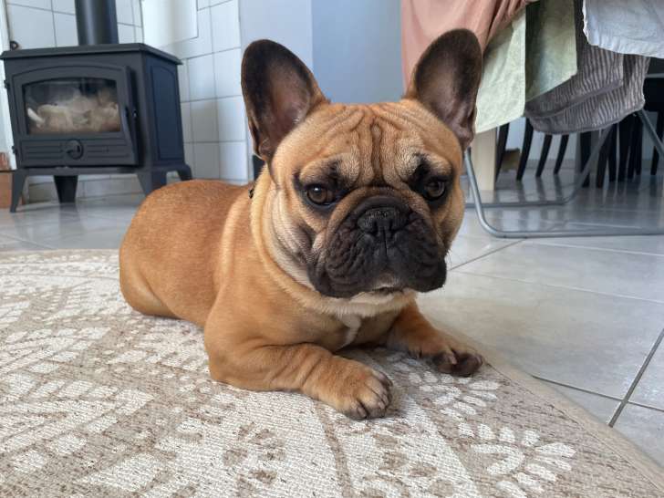 Mâle Bouledogue Français disponible pour saillie