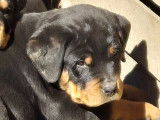 Chiot Rottweiller à vendre