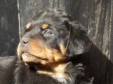 Chiot Rottweiller à vendre