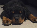 Chiot Rottweiller à vendre