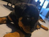 Chiot Rottweiller à vendre