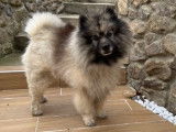 Mâle SPITZ LOUP disponible pour saillie