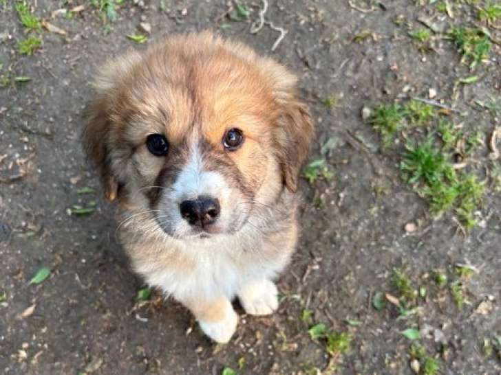 Fuzzucket, chiot à adopter