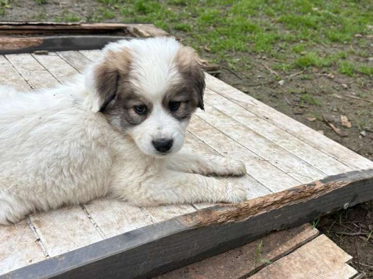 Waffles, chiot à adopter