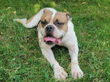 Chien adulte de type American Bully Mâle à donner