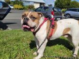 Chien adulte de type American Bully Mâle à donner