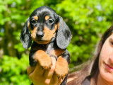 Chiots Teckel nain à poil ras (Dachshund miniature) à vendre